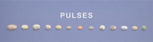 Pulses