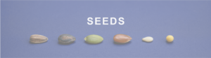 Seeds